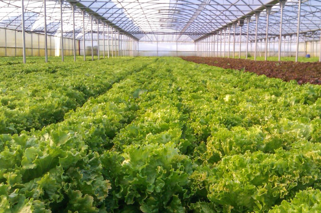 Horticultura Protegida em Portugal